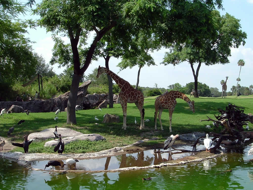 Busch Gardens Tampa